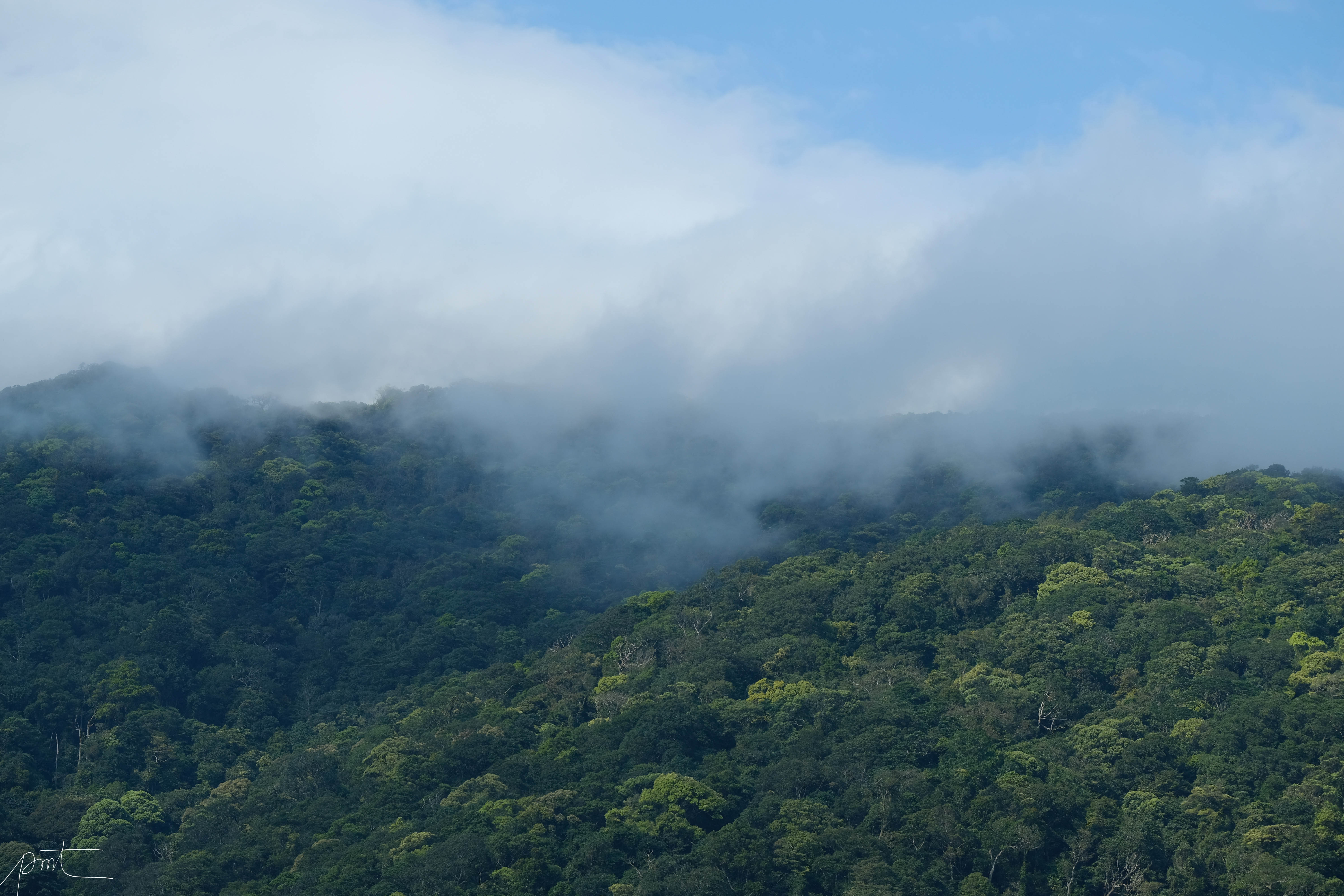 sa-mu-bac-huong-hoa-birding-site-wildtour-vietnam